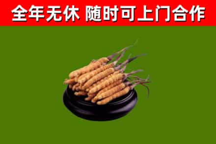 火炬区回收冬虫夏草