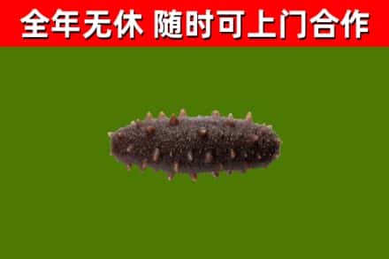 火炬区回收海参干
