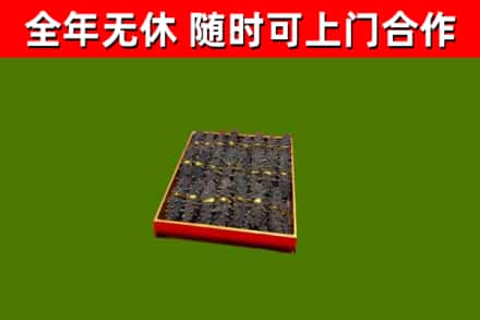 火炬区回收海参